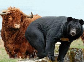 Bulls-and-Bears.jpg