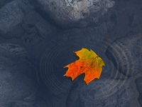 forex-autumn.gif